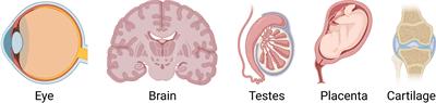 Immune Privilege of Heart Valves